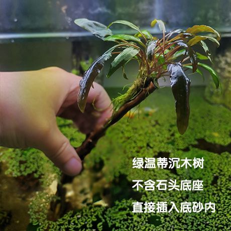 鱼缸莫斯树怎么养：养殖鱼缸莫斯树是一个相对简单的过程 鱼缸百科 第3张