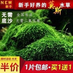 鱼缸莫斯树怎么养：养殖鱼缸莫斯树是一个相对简单的过程 鱼缸百科 第5张