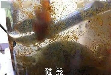 金龙鱼的珠鳞后期有可能亮起吗：关于金龙鱼珠鳞的问题 水族问答 第1张