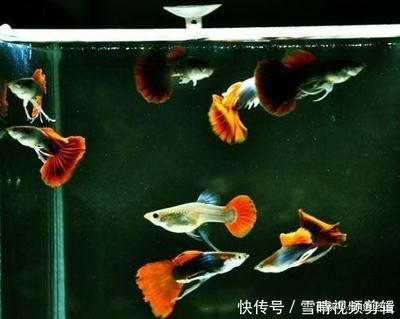 金龙鱼灯光：关于金龙鱼灯光的疑问 水族问答