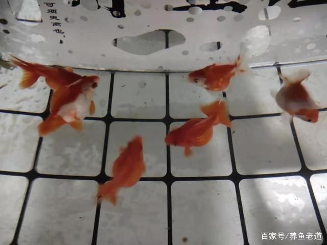 金龙鱼第三季度财报：金龙鱼2019年第三季度财报分析 水族问答 第2张