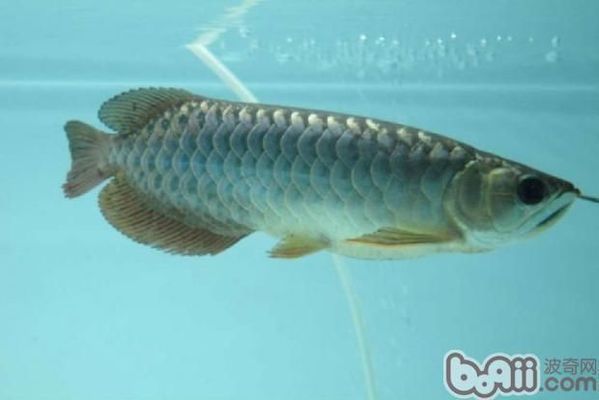 金龙鱼电话投诉处理：金龙鱼电话投诉处理摘要 水族问答 第2张