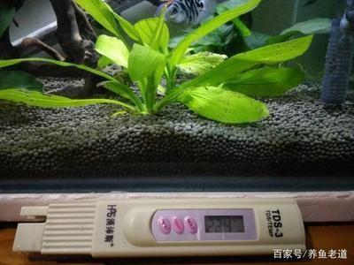 观赏鱼缸水质检测方法：观赏鱼缸水质检测方法多样 鱼缸百科 第2张