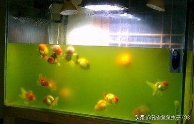 观赏鱼缸水质检测方法：观赏鱼缸水质检测方法多样 鱼缸百科 第5张