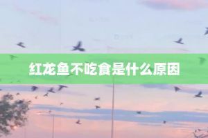 龙鱼和黑鱼的区别在哪里：龙鱼与黑鱼在外观、生活习性等方面都有显著的区别 龙鱼百科 第5张