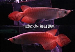 龙鱼尾巴充血原因是什么呢视频：龙鱼尾巴充血怎么办 龙鱼百科 第4张