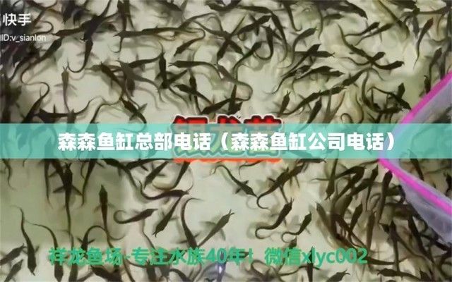 森森鱼缸公司电话：森森鱼缸加盟条件 鱼缸百科 第2张