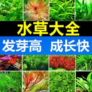 对叶草鱼缸：叶草鱼缸水质维护技巧和注意事项，鱼缸水质维护技巧