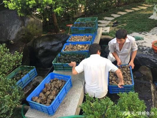 锦鲤鱼缸过滤棉清洗技巧：锦鲤鱼缸过滤棉怎么清洗 鱼缸百科 第4张