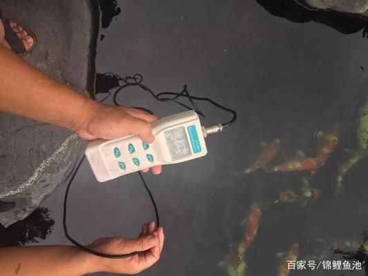 锦鲤鱼缸过滤棉清洗技巧：锦鲤鱼缸过滤棉怎么清洗 鱼缸百科 第5张