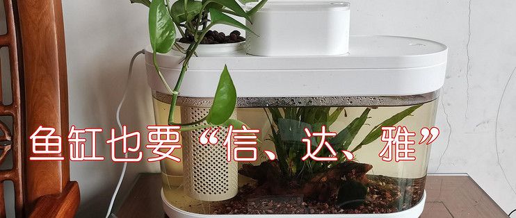 画法几何鱼缸养什么植物：几何鱼缸养什么植物，画法几何鱼缸养什么植物的详细信息 鱼缸百科 第3张