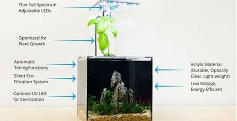 金龙鱼调研最新：金龙鱼调研最新报告 水族问答 第2张