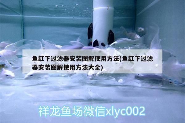 鱼缸底滤的安装：鱼缸底滤安装流程 鱼缸百科 第5张