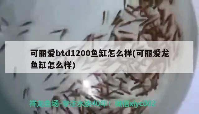 可丽爱鱼缸btd怎么样：可丽爱鱼缸价格区间查询可丽爱鱼缸用户评价汇总 鱼缸百科 第2张