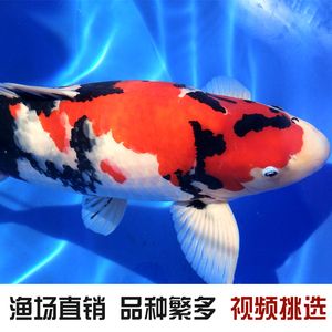 金龙鱼兑换卡怎么兑换：如何使用金龙鱼兑换卡？ 水族问答 第2张