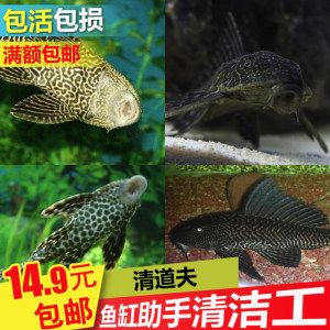 金龙鱼多大繁殖：金龙鱼的繁殖方式 水族问答 第1张