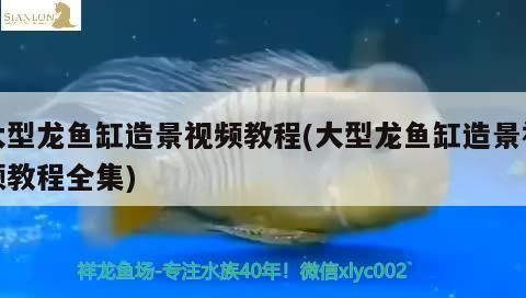 龙鱼缸造景视频教程：如何利用龙鱼缸造景技巧创造一个美丽的龙鱼缸景观 鱼缸百科 第1张