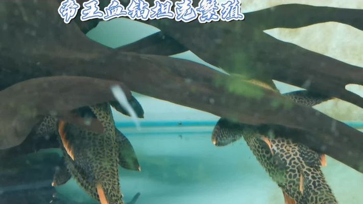 金龙鱼多久可以繁殖：如何判断金龙鱼的繁殖周期？ 水族问答 第2张