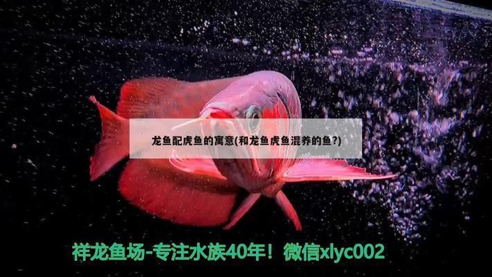 龙鱼和虎鱼混养寓意：龙鱼和虎鱼混养在水族箱中象征着财富和好运和好运