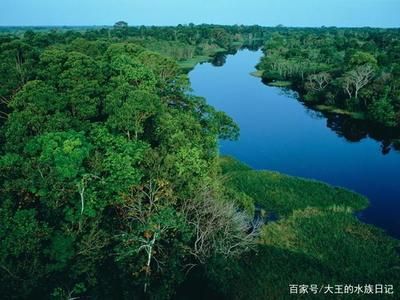 龙鱼的发源地在哪里：亚马逊河龙鱼的发源地主要分布在以下几个地区的地区 龙鱼百科 第5张