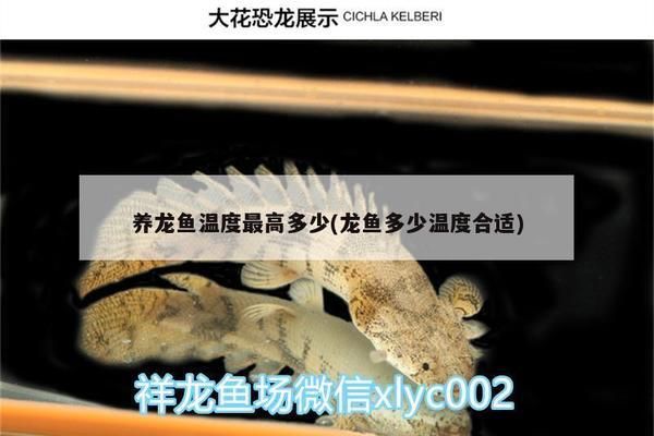 金龙鱼多宽的缸最好养：关于金龙鱼养殖的疑问 水族问答 第1张