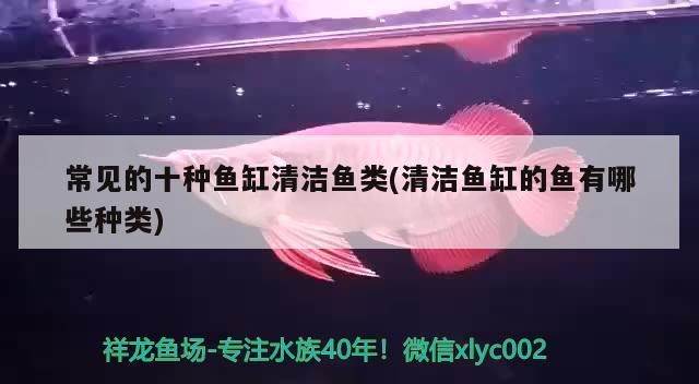 清鱼缸鱼：如何通过清洁鱼缸来保持水质的清新 鱼缸百科 第3张