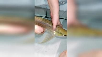 金龙鱼多少钱一升：关于金龙鱼的价格问题 水族问答