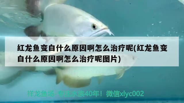 红龙鱼发白为什么不吃东西：红龙鱼发白不吃东西可能由多种因素引起 红龙鱼百科 第5张