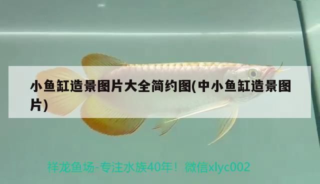 品牌鱼缸过滤器排名榜最新：2021年鱼缸过滤器品牌排行榜2024年鱼缸过滤器品牌排行榜 鱼缸百科 第3张