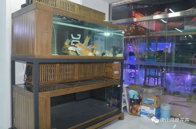 久鼎鱼缸：久鼎鱼缸与其他品牌对比久鼎鱼缸与其他品牌对比 鱼缸百科 第1张