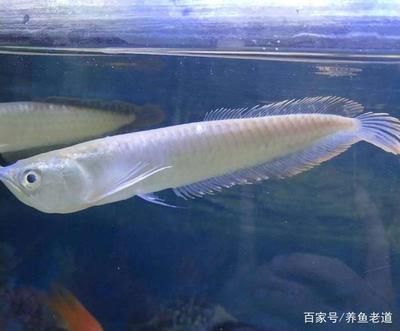 佳宝牌鱼缸和森森鱼缸哪个好：佳宝鱼缸、森森鱼缸怎么选？ 鱼缸百科 第1张