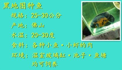 金龙鱼多长时间喂食一次：关于金龙鱼的饲养管理，你了解多少？ 水族问答 第1张