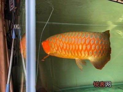 夏天红龙鱼水温多少合适养活：红龙鱼夏季喂食最佳时间