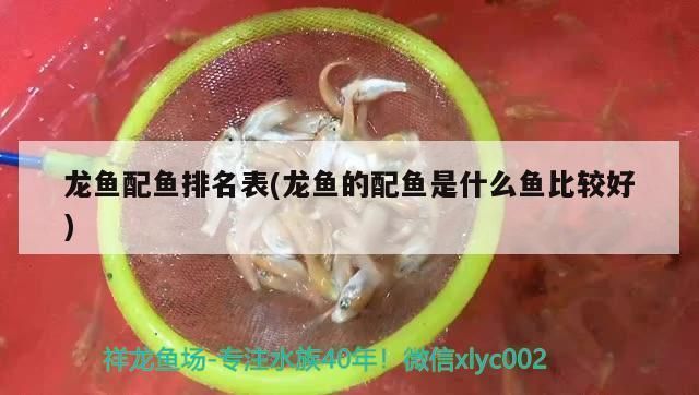 龙鱼最好的配鱼是什么：与龙鱼相配的几种鱼种