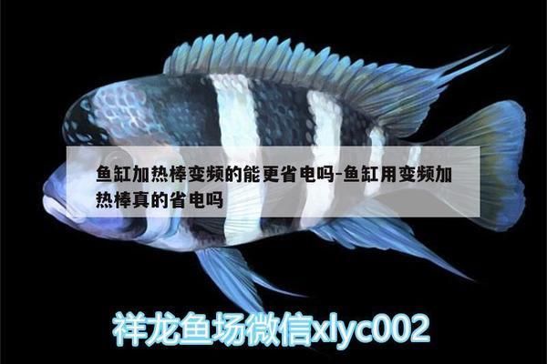 鱼缸加热棒变频真的能省电？：如何维护鱼缸加热棒省电 鱼缸百科 第2张