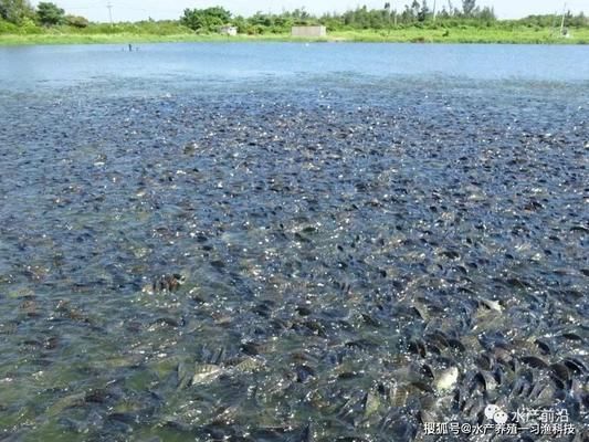 金龙鱼发色过程图解说明：金龙鱼发色的过程 水族问答