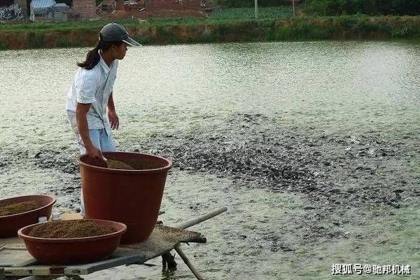 鱼饲料卫生安全注意事项：鱼饲料生产过程中的注意事项以确保鱼类健康和食品安全 龙鱼百科 第2张