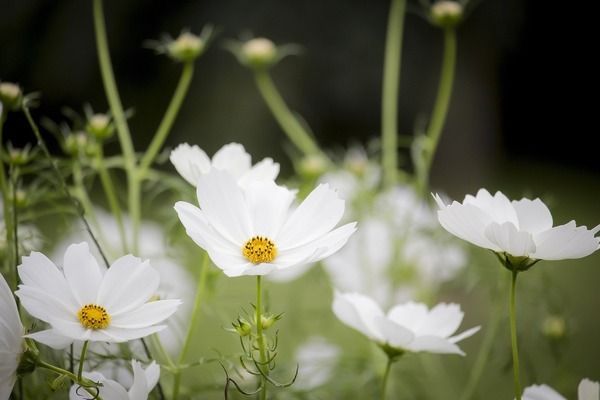 龙鱼鱼鳞上有白色絮状物：龙鱼鱼鳞上出现白色絮状物是怎么回事 龙鱼百科 第3张