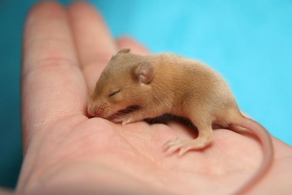 金龙鱼繁衍：关于金龙鱼繁殖的疑问 水族问答 第2张