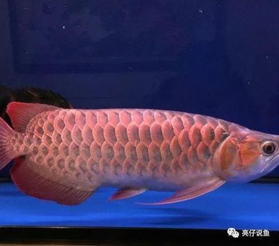 金龙鱼防伪标识：关于金龙鱼防伪标识的问题 水族问答 第2张