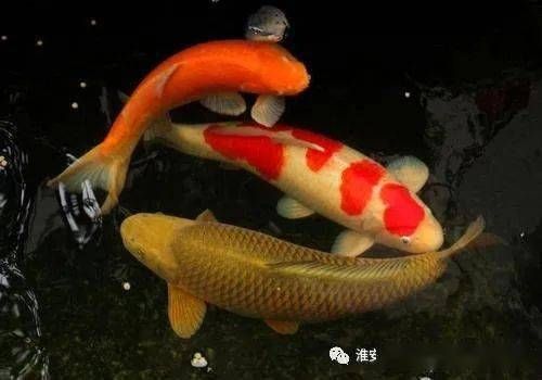 金龙鱼分类地位图：金鱼的生物学特性与生态位 水族问答