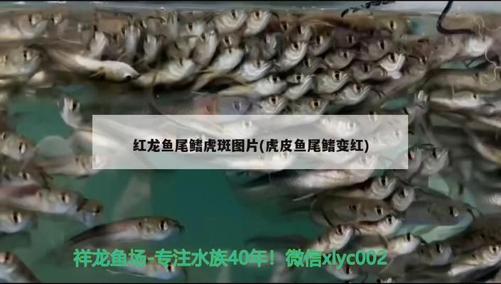 金龙鱼改名：金龙鱼公司宣布品牌名从“金龙鱼”更名为“海皇” 水族问答 第4张