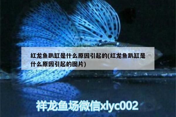 金龙鱼改名：金龙鱼公司宣布品牌名从“金龙鱼”更名为“海皇”