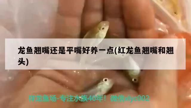 红龙鱼翘头和翘嘴：红龙鱼翘头和翘嘴的区别 红龙鱼百科 第2张