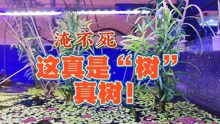 能在鱼缸里生长的树叫什么：在鱼缸中生长的“水生蕨类植物”是一种常见的地衣植物