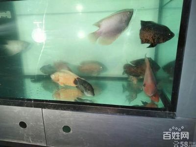 金龙鱼缸配鱼：金龙鱼缸的配鱼方法 水族问答 第2张