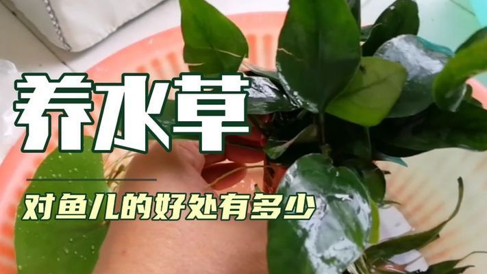 水生植物对鱼缸氧气贡献度：水生植物在鱼缸中如何通过光合作用和氧气产生过程 鱼缸百科 第1张