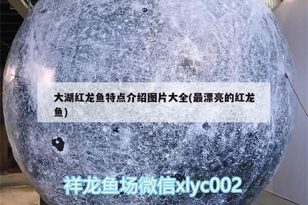 什么是大湖红龙鱼苗：大湖红龙鱼苗价格波动原因如何鉴别高品质大湖红龙鱼苗 红龙鱼百科 第4张