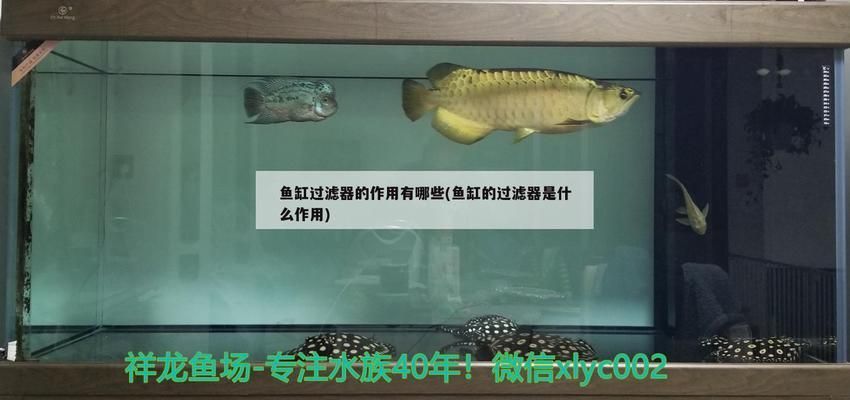 鱼缸如何供氧：研究探讨鱼缸供氧的多种方式 鱼缸百科 第1张