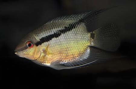 金龙鱼高筋麦芯粉好不好：金龙鱼高筋麦芯粉是否适合做烘焙食品比如蛋糕和面包